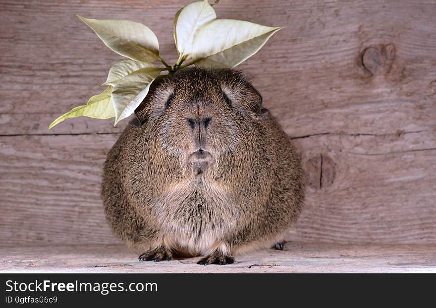 Brown Guinea Pig With Yellow Leaves on Top