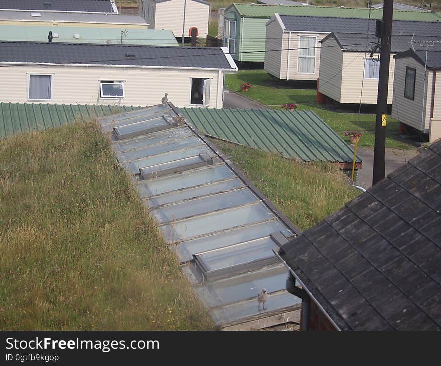 Not the only green roof in Borth but the classroom at YHA Borth is, TTBOMK, the only one with nesting Gulls. YHA Borth, Ceredigion 20/06/2017