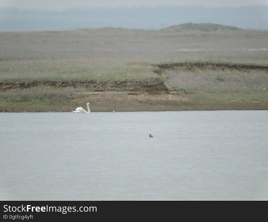 Water, Sky, Bird, Lake, Landscape, Plain