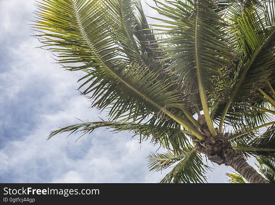 A palm tree on a sunny day.