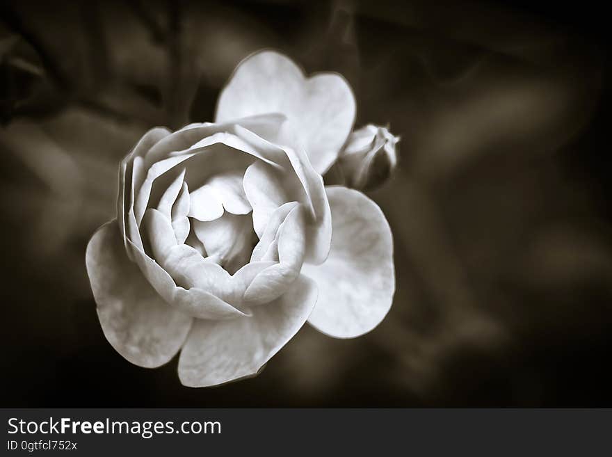 A closeup of a white blossom.