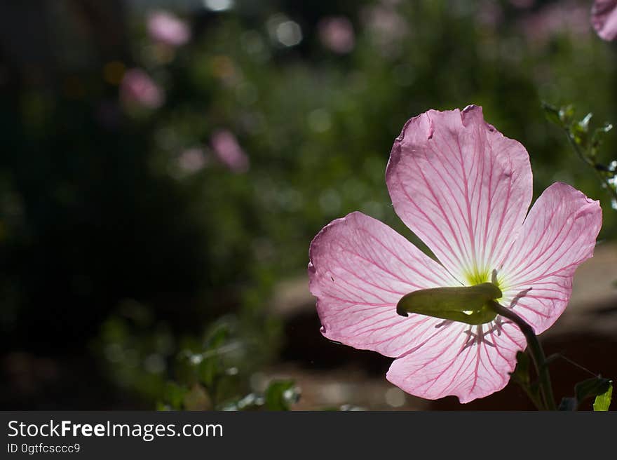 Flower Semaphore