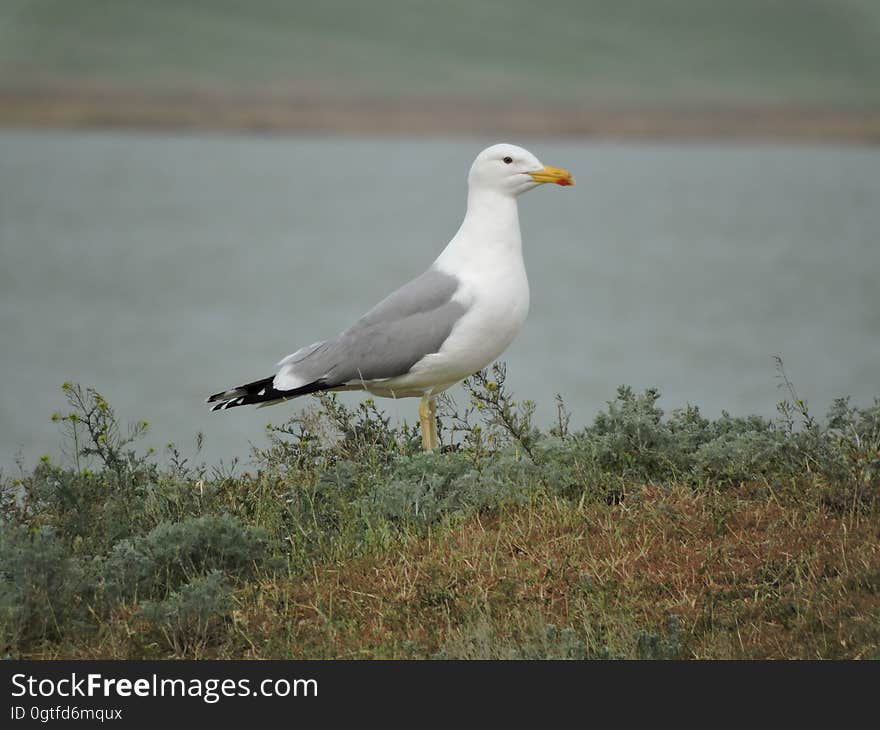 Bird, Plant, Lari, Beak, Feather, Gull