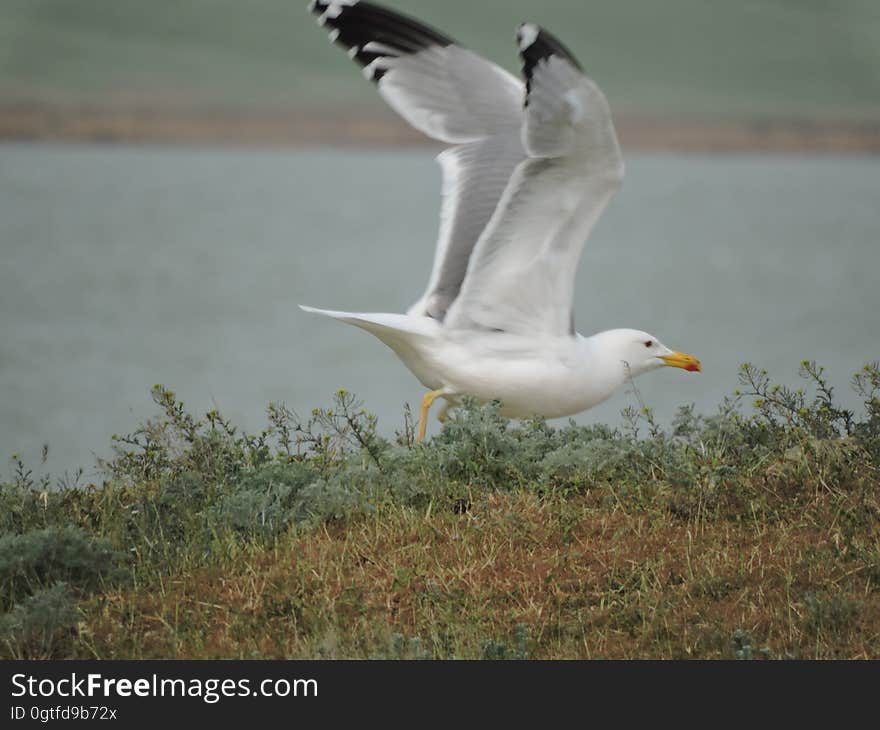 Bird, Water, Plant, Beak, Lari, Feather