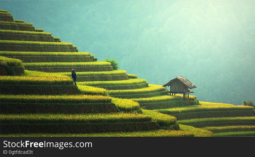 Rice fields terraced on hillside of rural China. Rice fields terraced on hillside of rural China.