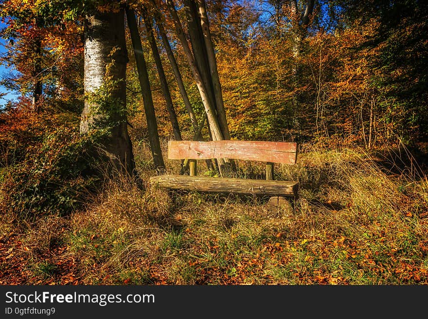 A bench surrounded by trees. A bench surrounded by trees.