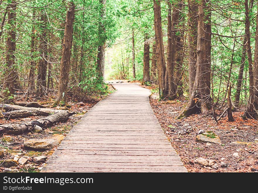 Empty wooden walkway through forest on sunny day.