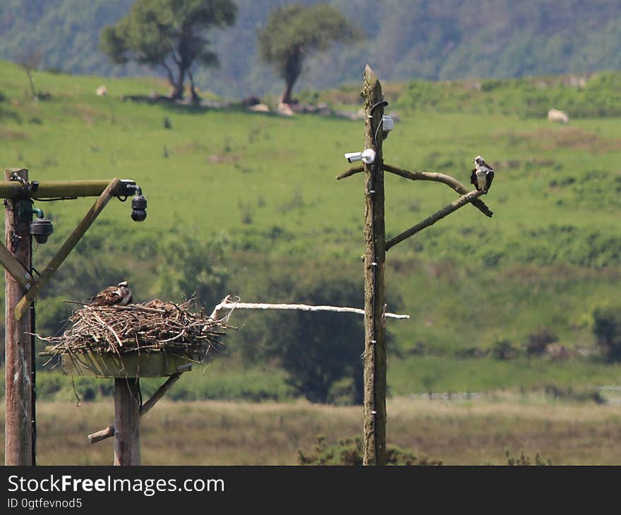 Has anyone got a Canon EF 2x III Extender they don&#x27;t want? The Dyfi Osprey Project, Montgomeryshire Wildlife Trust, Cors Dyfi Reserve, Machynlleth. Has anyone got a Canon EF 2x III Extender they don&#x27;t want? The Dyfi Osprey Project, Montgomeryshire Wildlife Trust, Cors Dyfi Reserve, Machynlleth