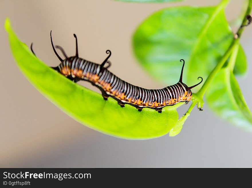 A colorful caterpillar on a green leaf. A colorful caterpillar on a green leaf.