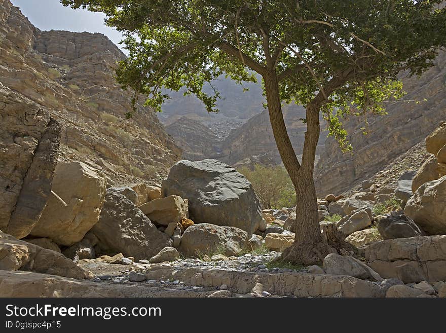 Mountain Tree