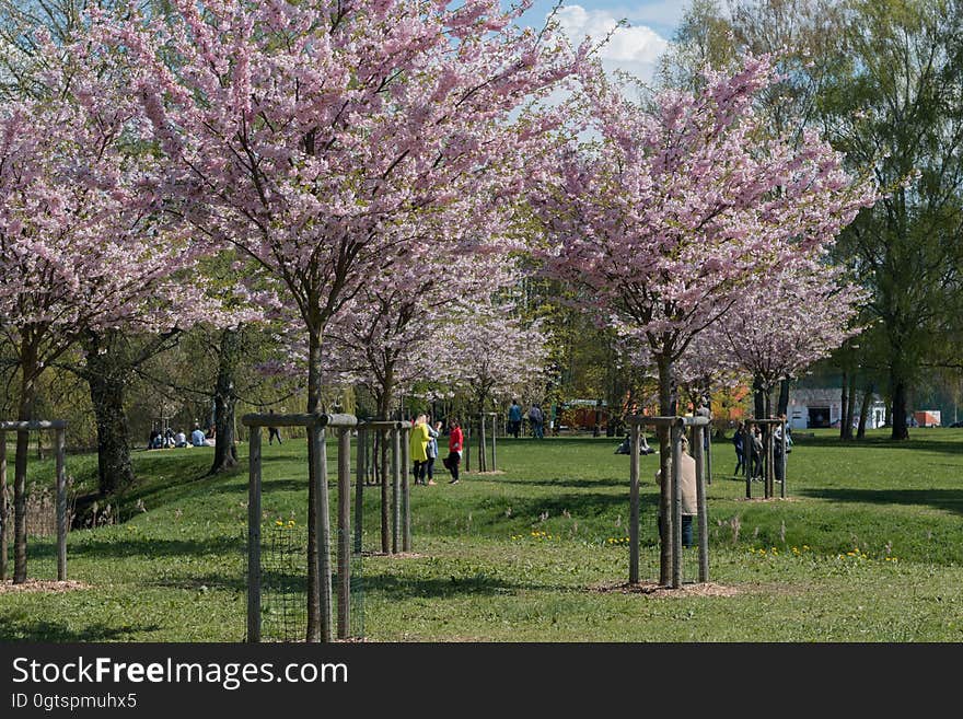 Cherry blossom in “Uzvaras parks” &#x28;“Victory park”&#x29;, Riga, Latvia.