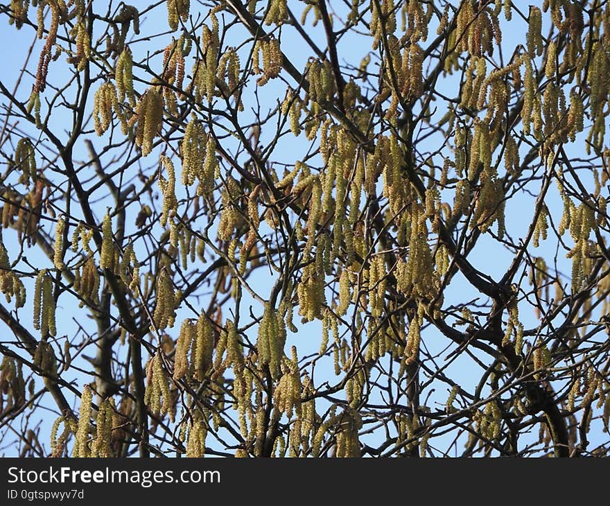 Catkins