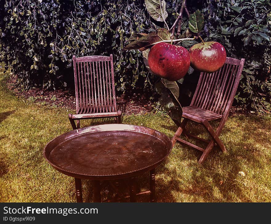 Group of chairs and a table beneath an apple tree with fruits. Group of chairs and a table beneath an apple tree with fruits.