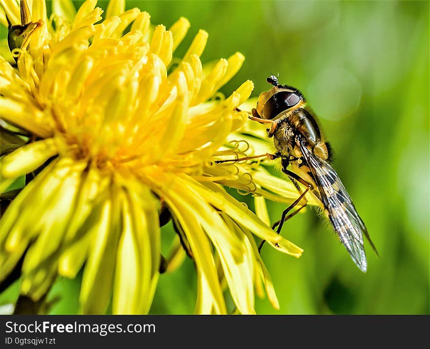 A close up of a hoverfly on an yellow dandelion. A close up of a hoverfly on an yellow dandelion.