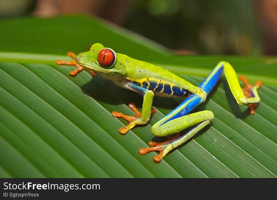 Green Blue Yellow and Orange Frog on Green Leaf