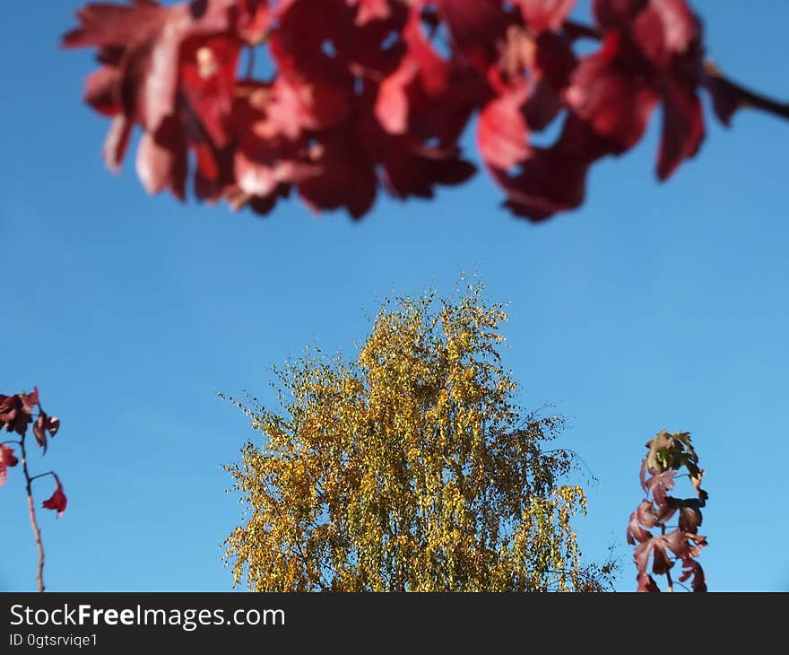 Sky, Azure, Branch, Plant, Twig, Tree