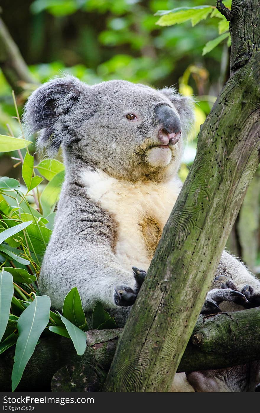 Koala