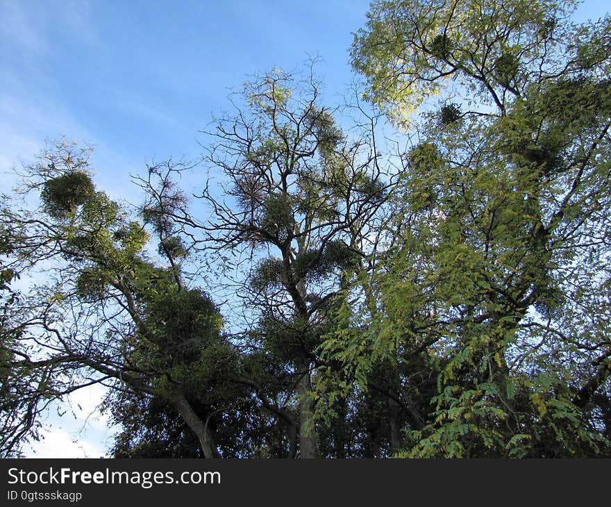 Sky, Plant, Twig, Natural landscape, Tree, Trunk