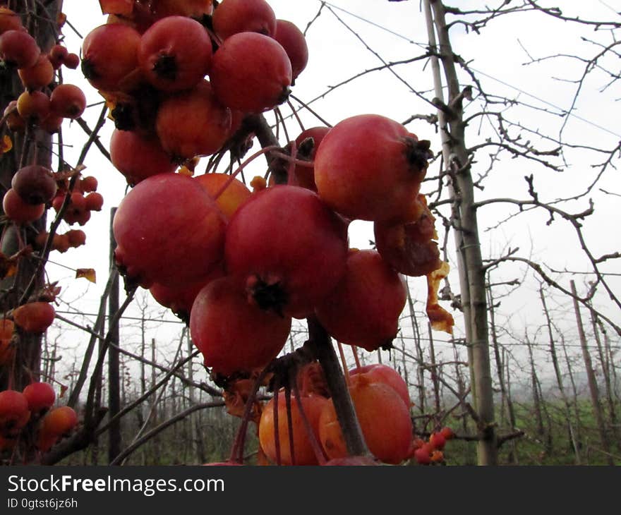 Food, Plant, Sky, Nature, Fruit, Branch