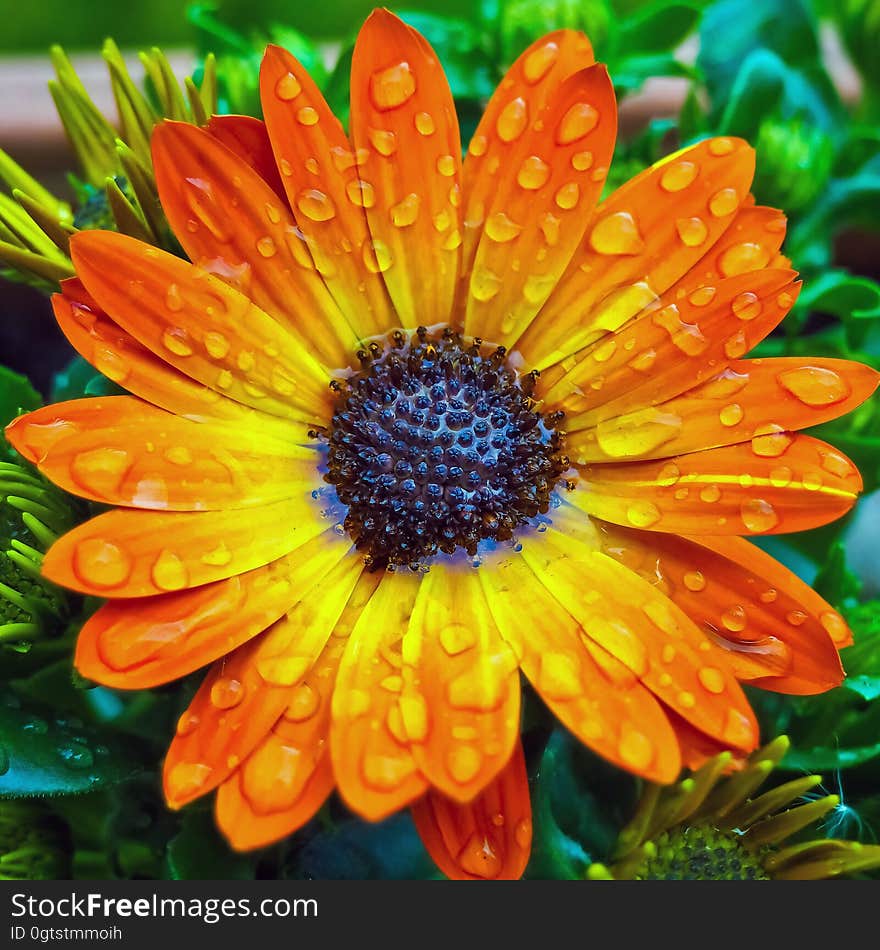 Dew drops on orange gerber daisy flower. Dew drops on orange gerber daisy flower.