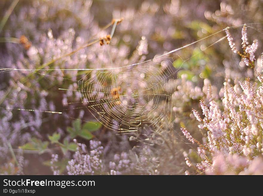 Spiderweb in field of wildflowers on sunny day. Spiderweb in field of wildflowers on sunny day.