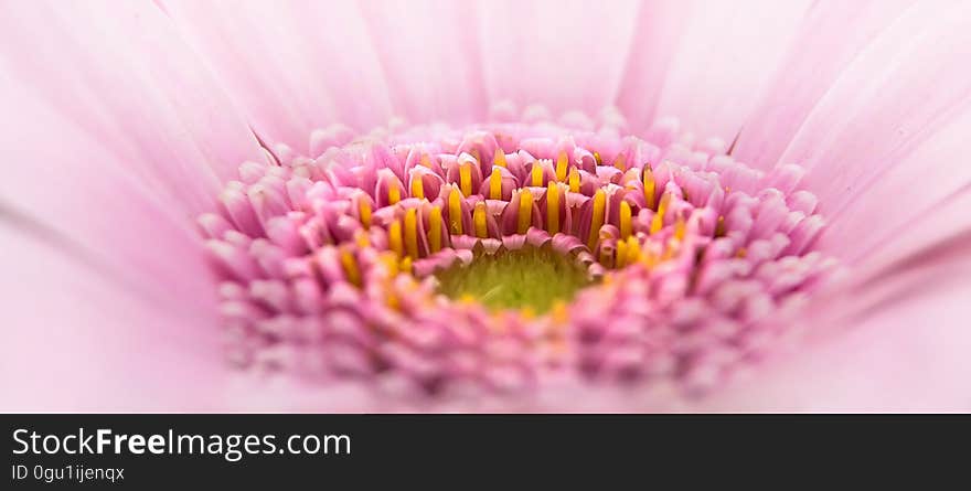 Close up of petals and stamen on pink flower bloom. Close up of petals and stamen on pink flower bloom.