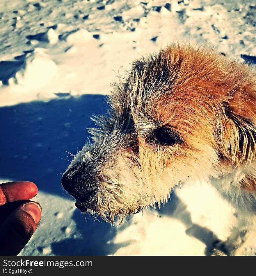 Portrait of brown and white dog outside in snow. Portrait of brown and white dog outside in snow.