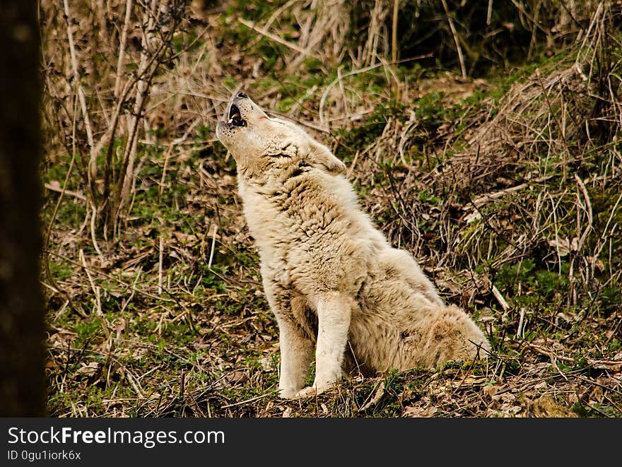 Wolf Howling in the Forest