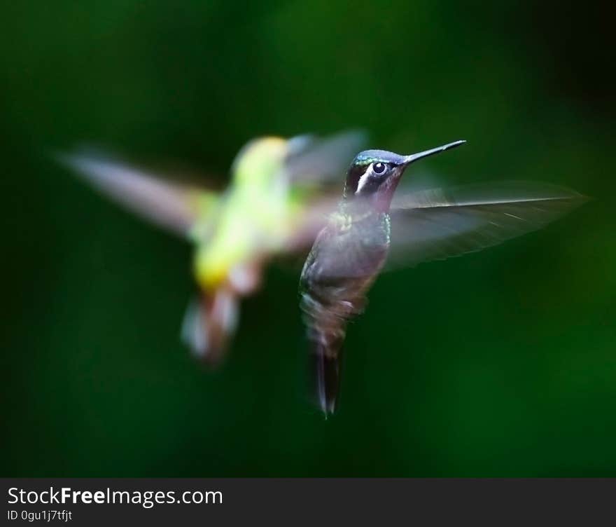 A pair of hummingbirds in flight. A pair of hummingbirds in flight.