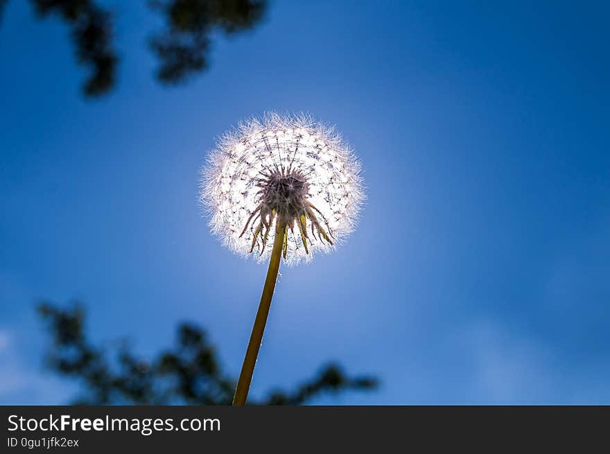 A dandelion against the blue sky with sun behind it.