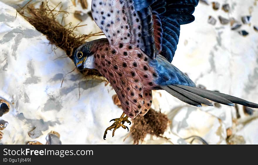 A juvenile American kestrel testing its wings.