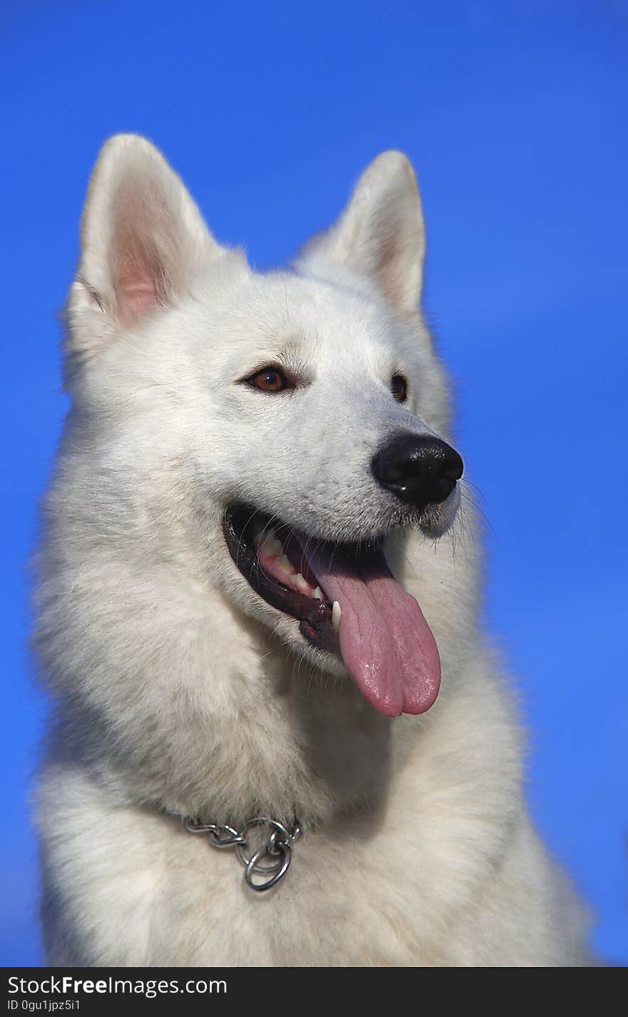 White Long Coat Medium Dog