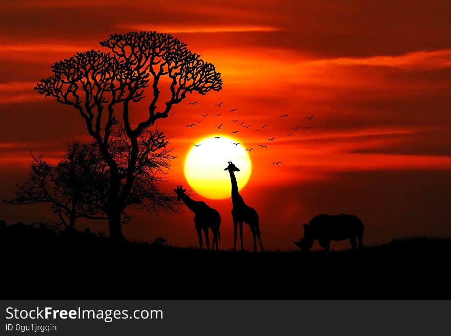 Orange glow of golden sunset in an African Safari Park with trees and giraffes seen in silhouette. Orange glow of golden sunset in an African Safari Park with trees and giraffes seen in silhouette.