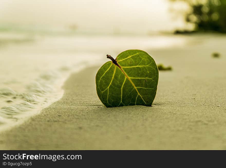 Green Ovate Leaf on Sand Near Shore