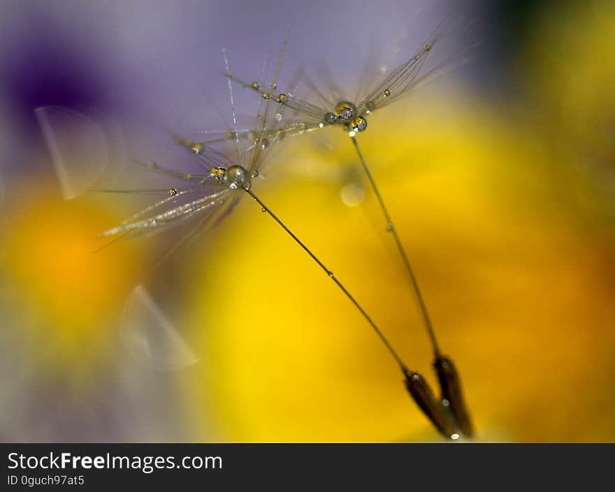 A pair of dandelion parachutes on the ripe seeds in the summer.