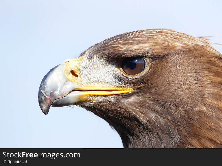 A portrait of an eagle and the blue sky in the background. A portrait of an eagle and the blue sky in the background.