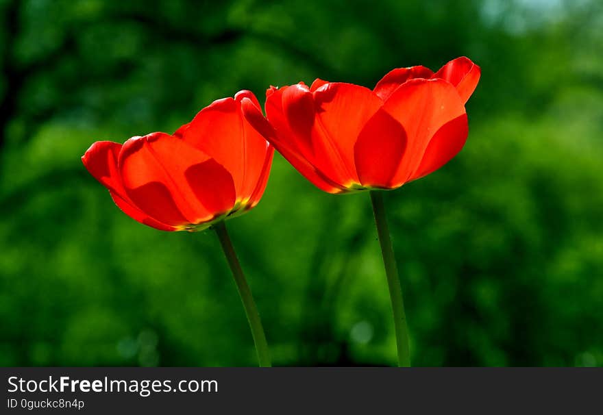 A close up of a pair of red tulips.