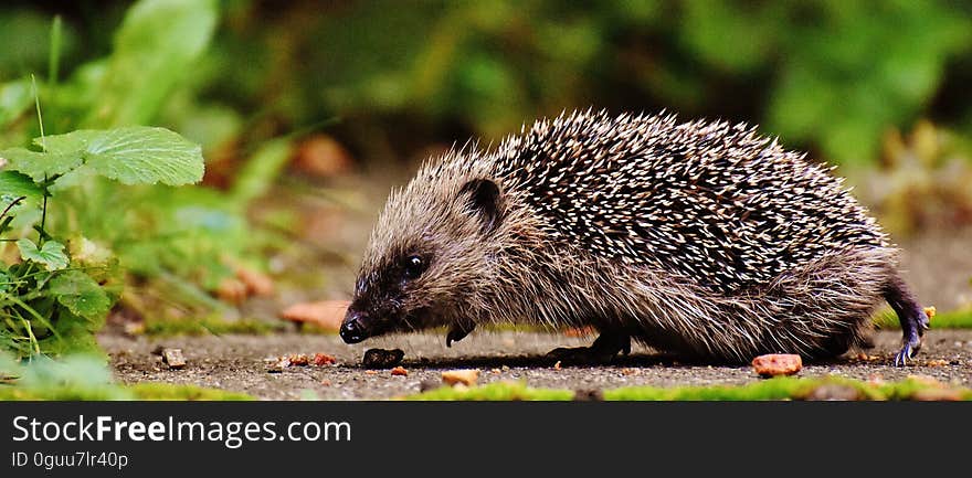 A hedgehog in the wild. A hedgehog in the wild.