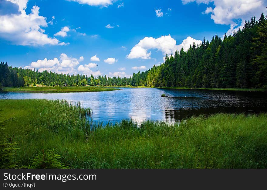 Scenic View of Lake in Forest