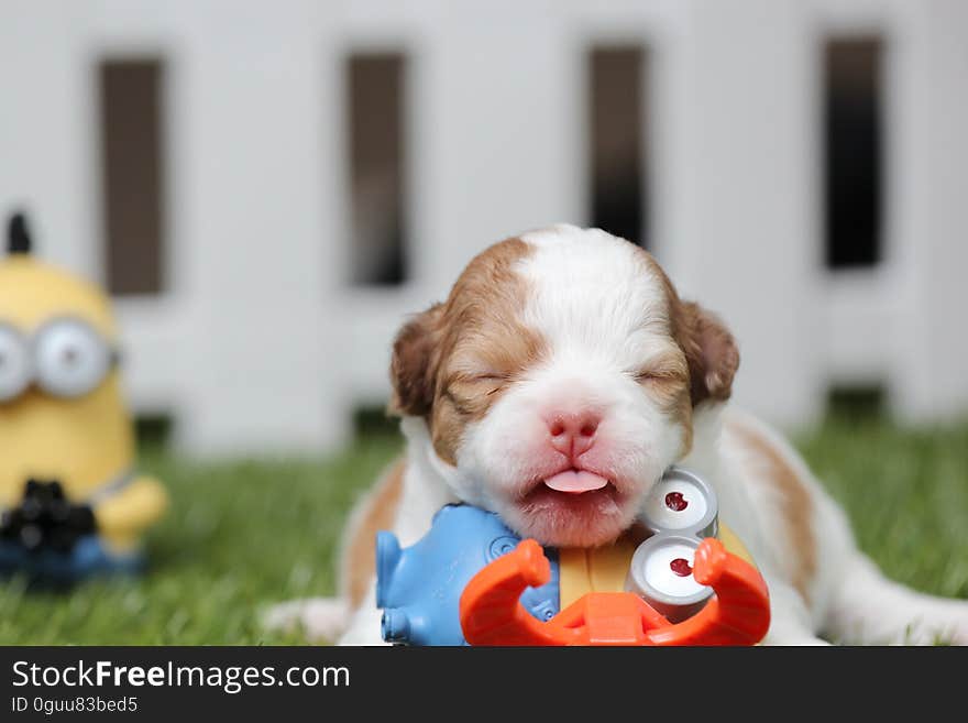 White and Brown Shih Tzu Mix Puppy With Minion Toy on Green Grass