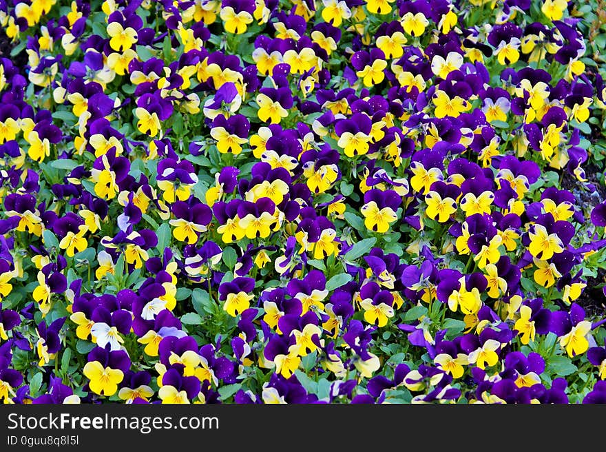 A garden with colorful yellow and violet pansies. A garden with colorful yellow and violet pansies.