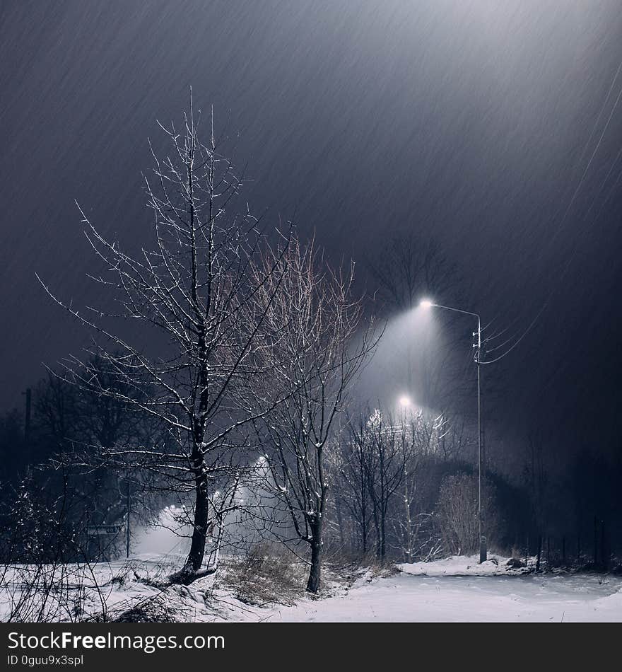 Lampposts by leafless trees in winter. Lampposts by leafless trees in winter.