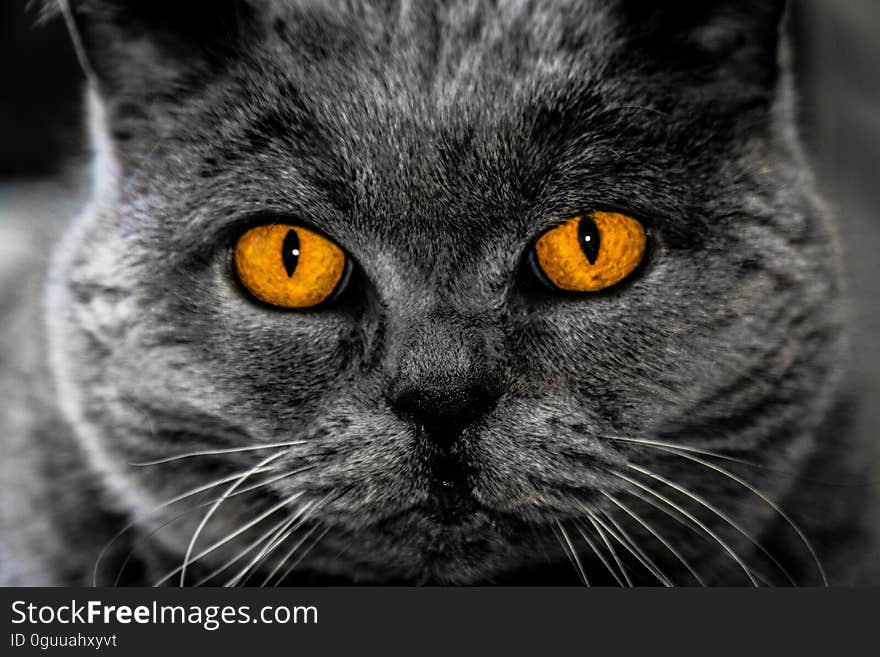 A close up portrait of a British Shorthair cat.