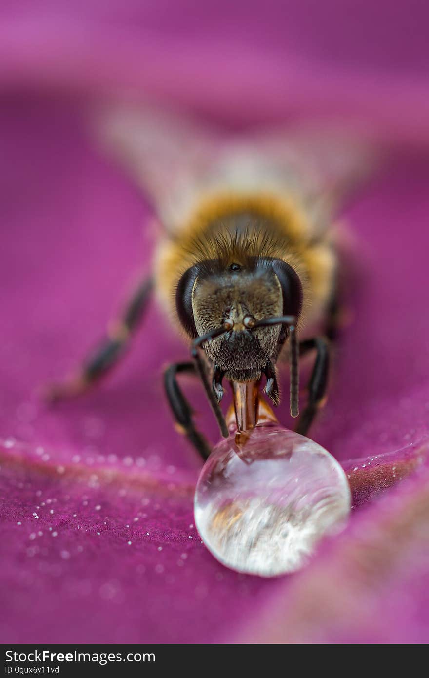 Macro Image Of A Bee On A Leaf Drinking A Honey Drop From A Hive