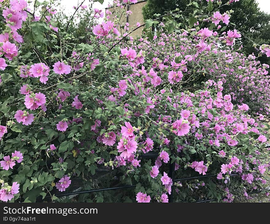 Plant, Flower, Flowering Plant, Rose Family