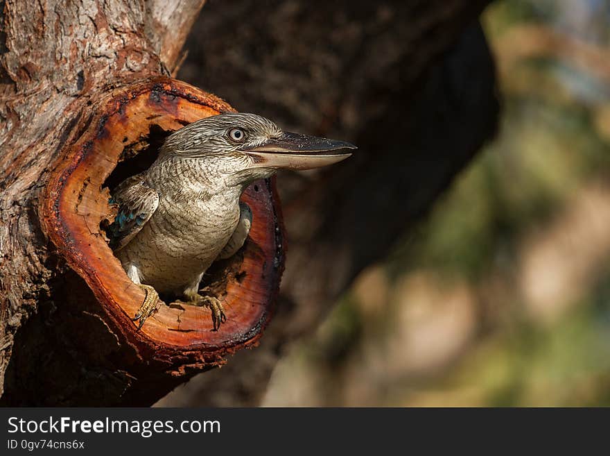 A kookaburra peeking its head out of a hole.