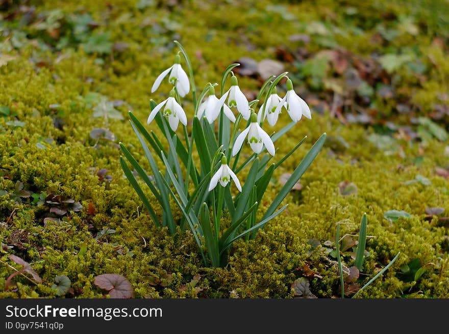 White crocuses blooming in a bed of moss.