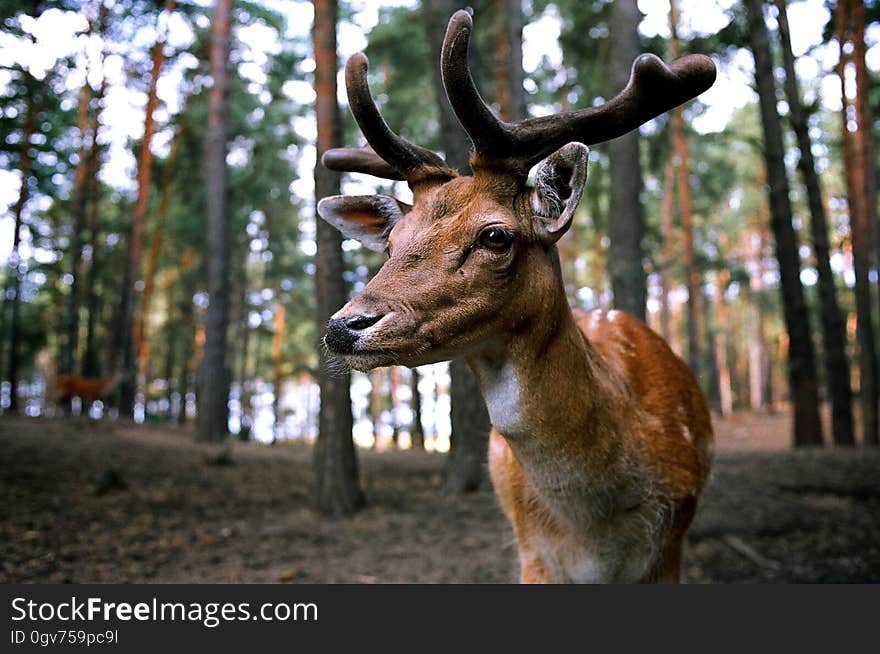 Brown Deer Near Trees