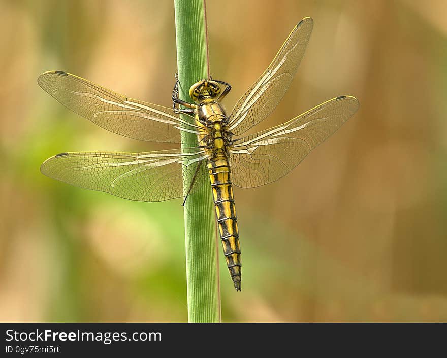 Yellow and Black Dragonfly on Green Stem during Daytime