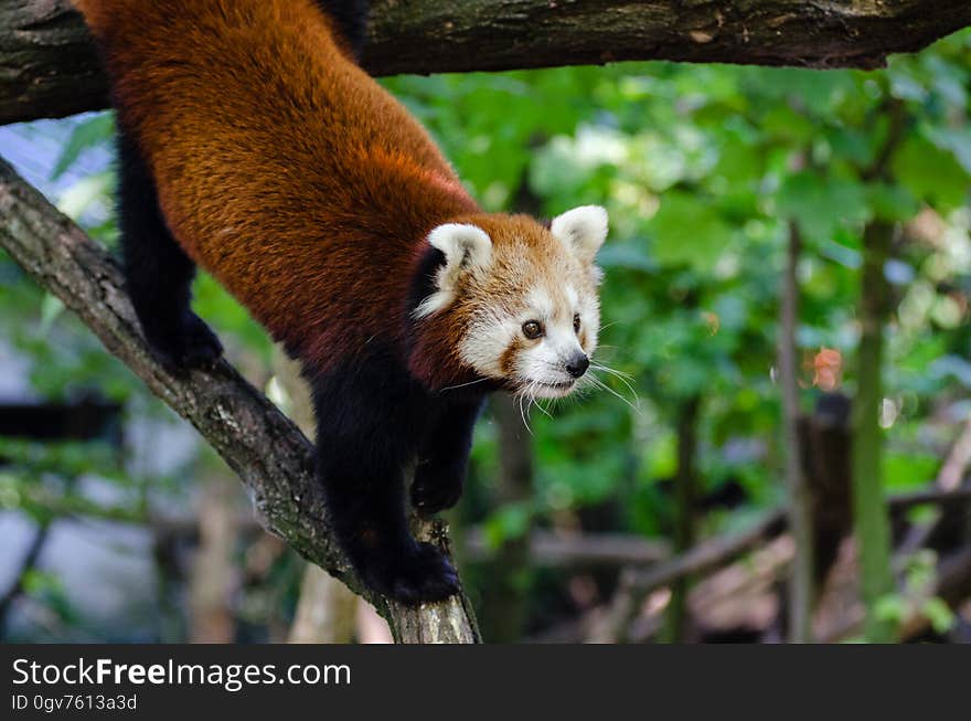 Red Panda